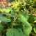 ***深山百花蜜，今年新蜜，现货200-300斤