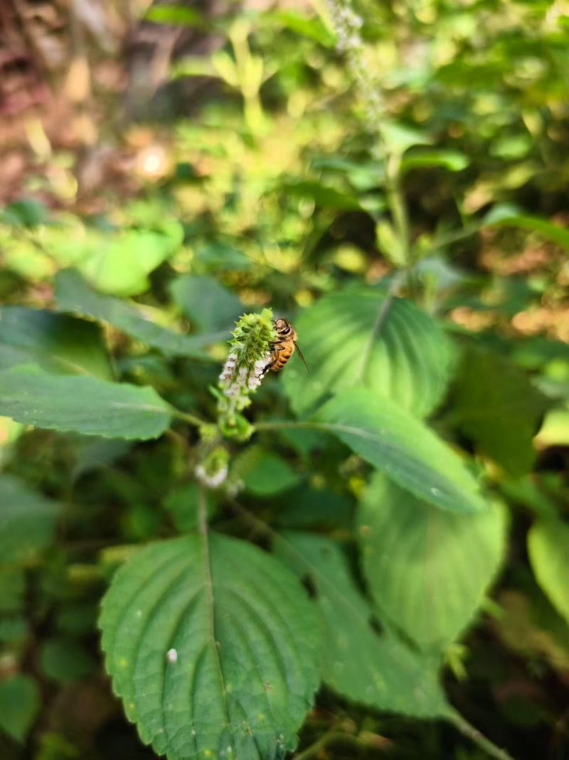 ***深山百花蜜，今年新蜜，现货200-300斤