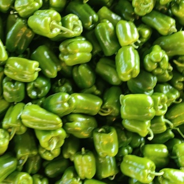 圆椒