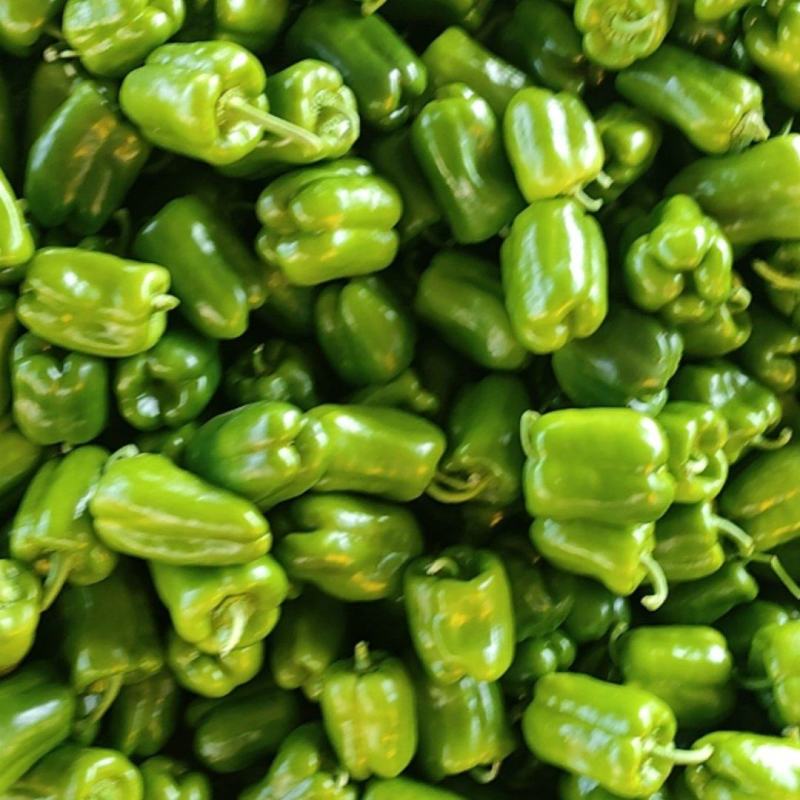 圆椒