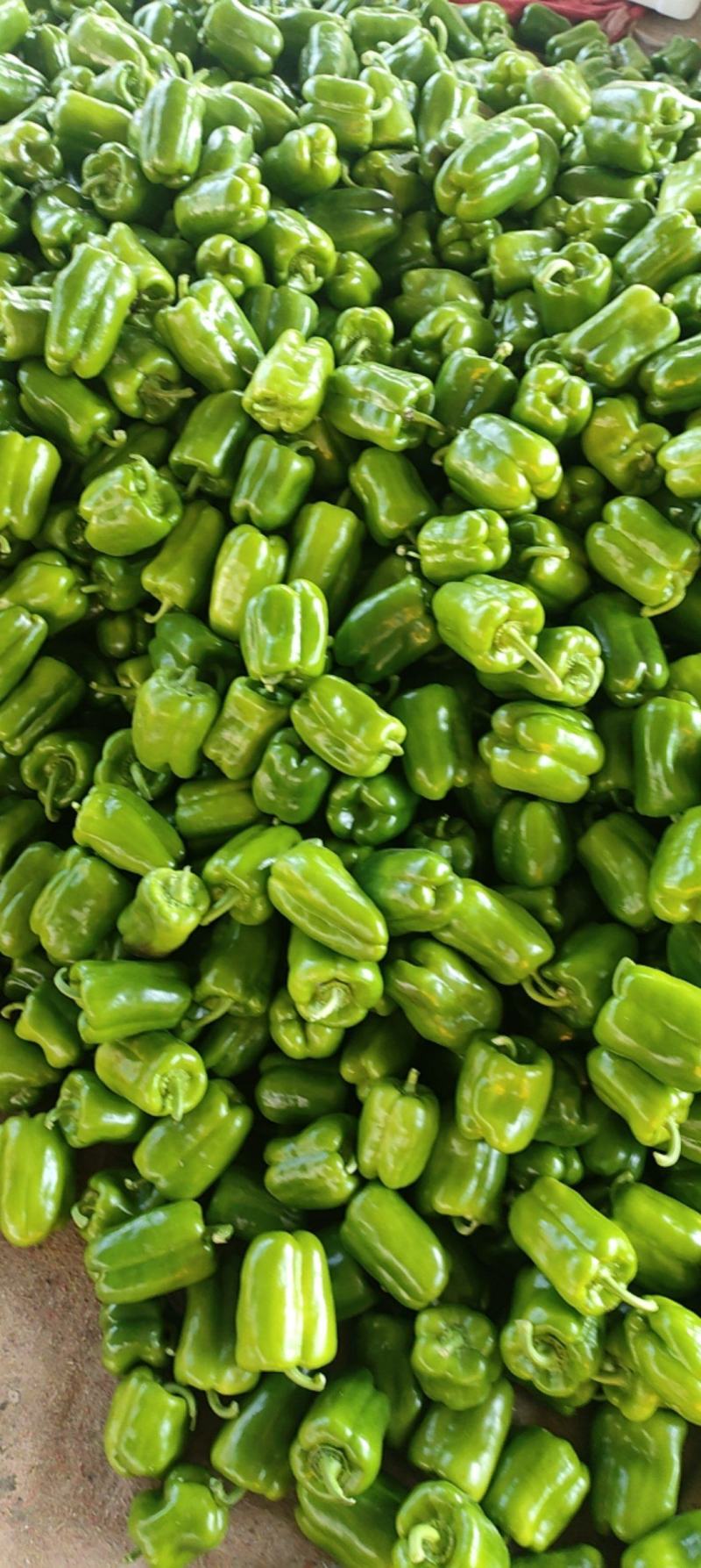 圆椒