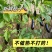 紫茄子烧烤茄子新鲜长茄子南通产地现摘现发
