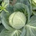 甘蓝圆包菜绿包菜沙拉包菜卷包菜农家自种甘蓝
