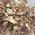 姜干干净无沙土机器过筛统片烘干片萃取姜沫