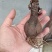 石蒜彼岸花种球盆栽花卉水培植物盆栽室内四季好养水仙花庭院