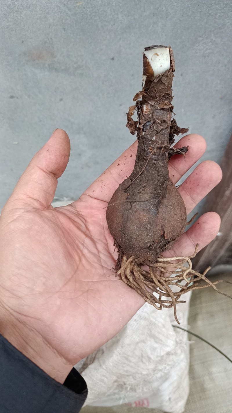 石蒜彼岸花种球盆栽花卉水培植物盆栽室内四季好养水仙花庭院