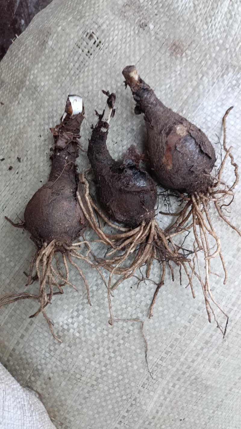 石蒜彼岸花种球盆栽花卉水培植物盆栽室内四季好养水仙花庭院