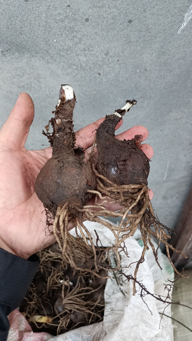 石蒜彼岸花种球盆栽花卉水培植物盆栽室内四季好养水仙花庭院