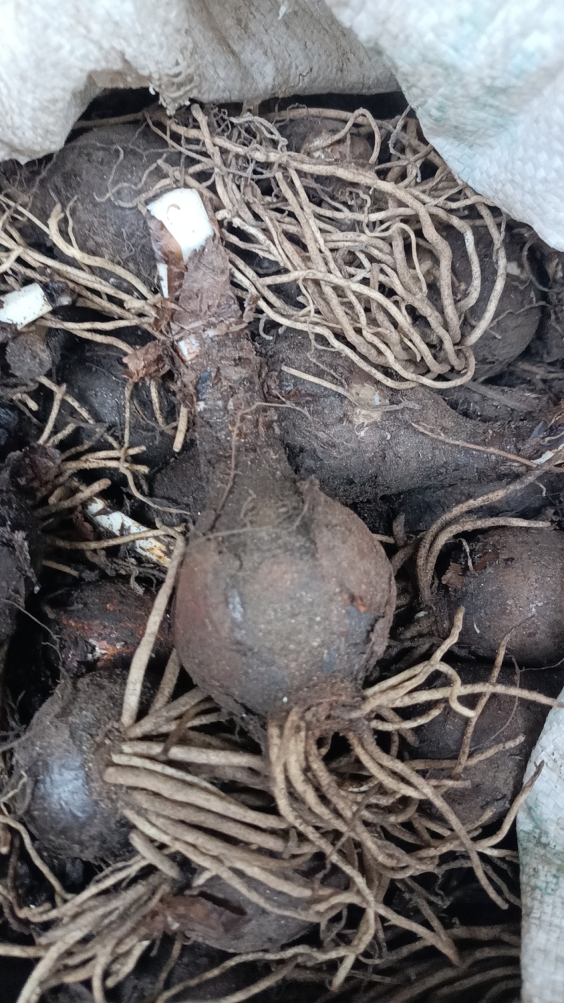 石蒜彼岸花种球盆栽花卉水培植物盆栽室内四季好养水仙花庭院