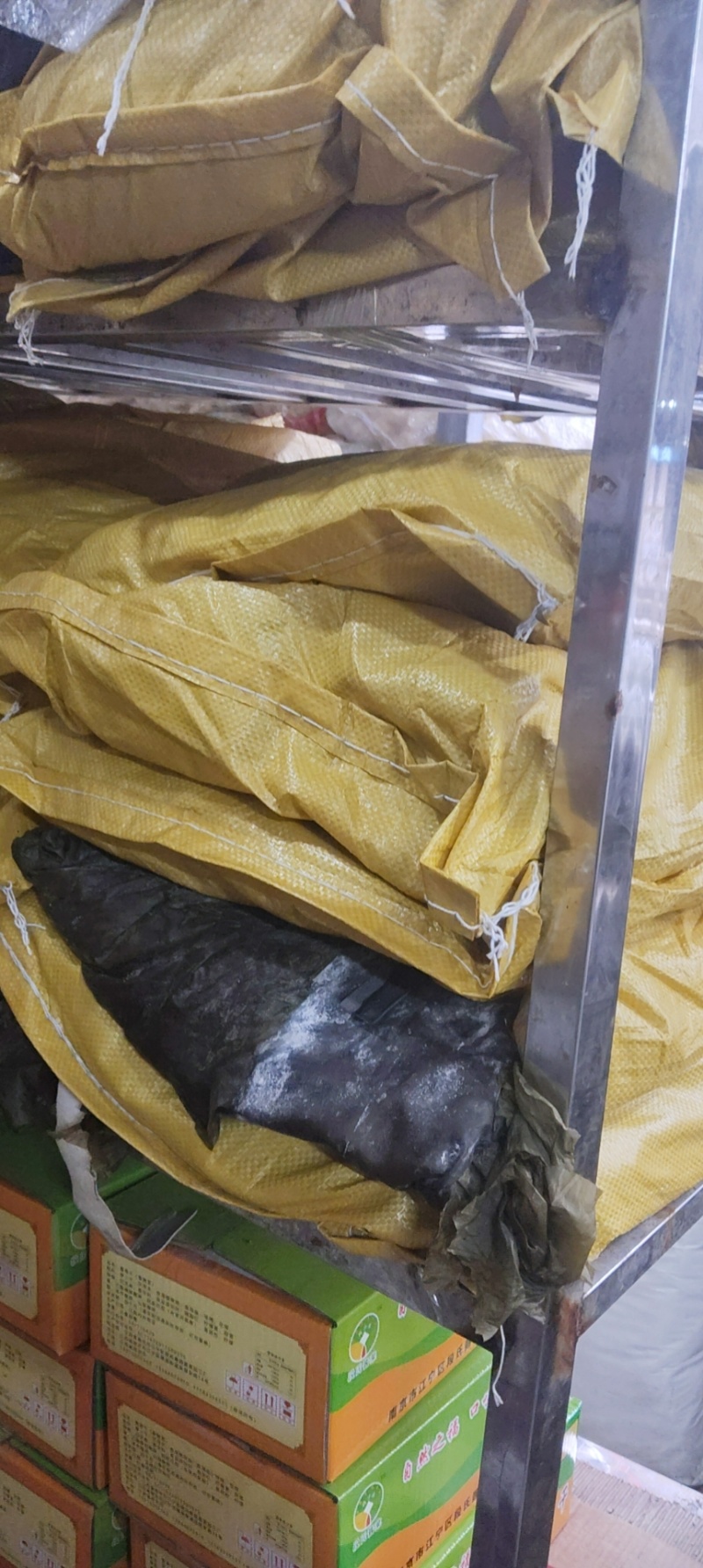 干海带