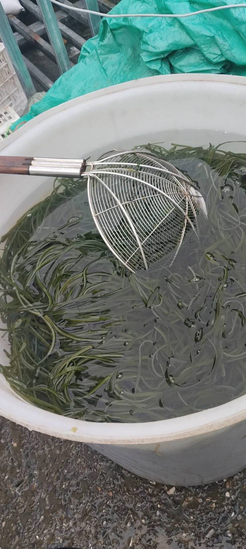 水发海带丝
