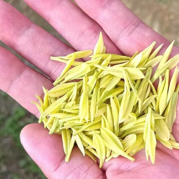高端黄金芽