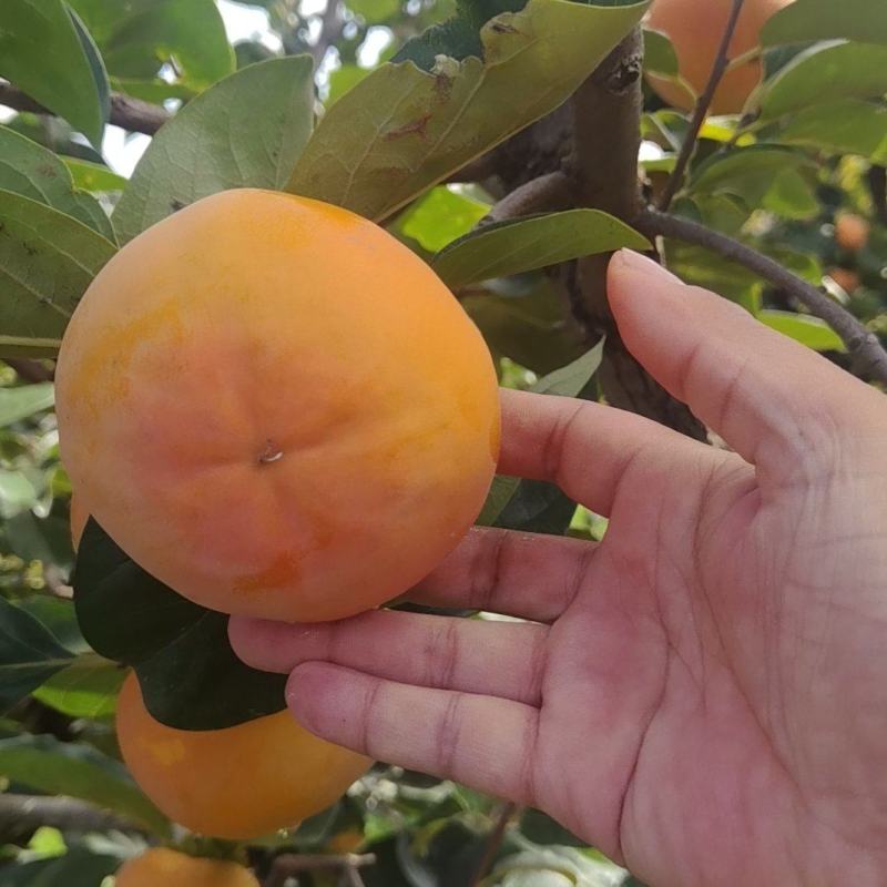巧克力脆柿大量上市中，***供应