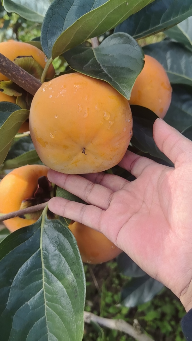 巧克力脆柿大量上市中，***供应