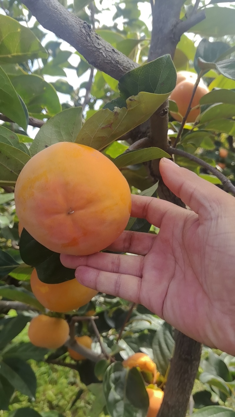 巧克力脆柿大量上市中，***供应