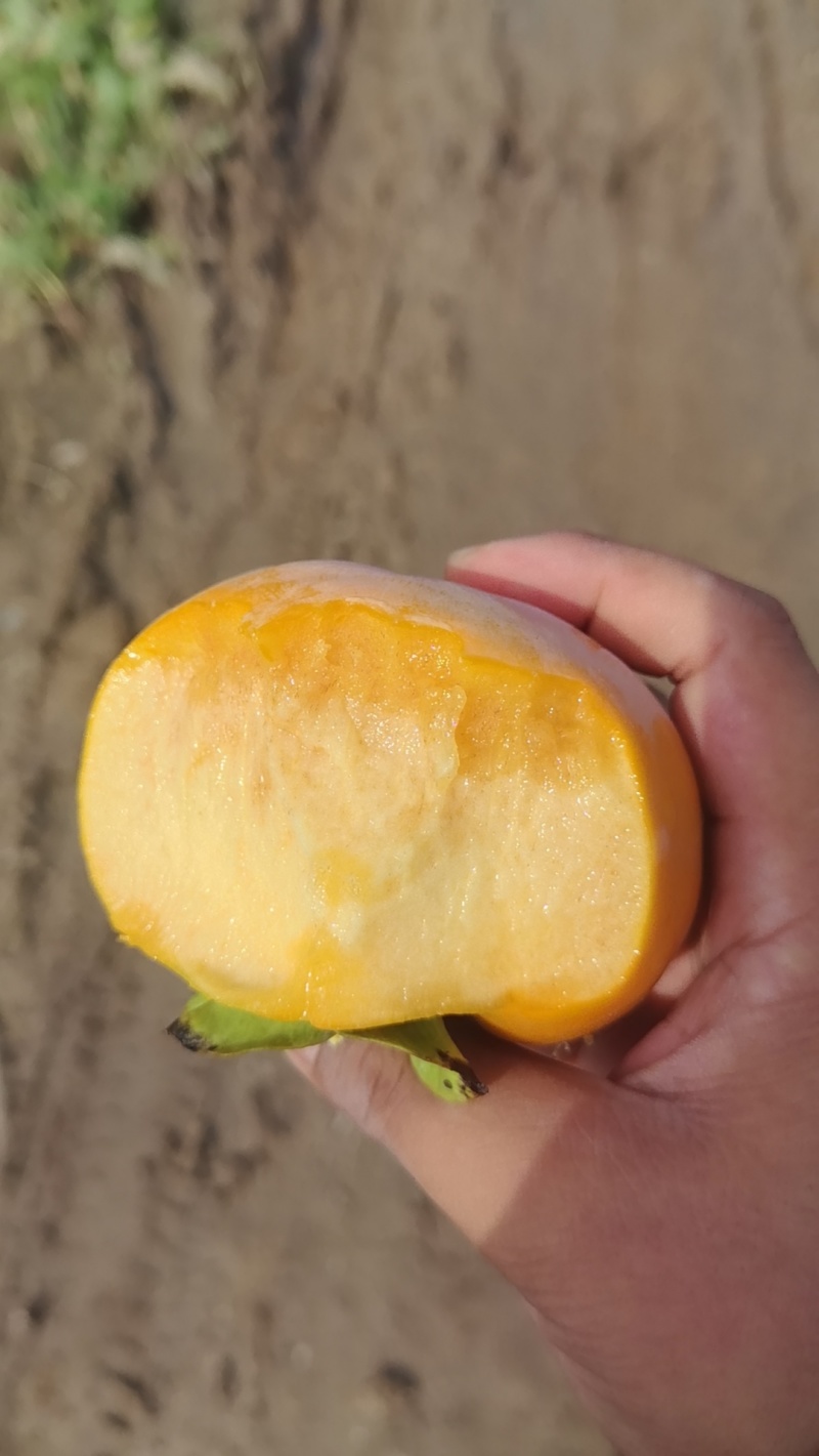 巧克力脆柿大量上市中，***供应