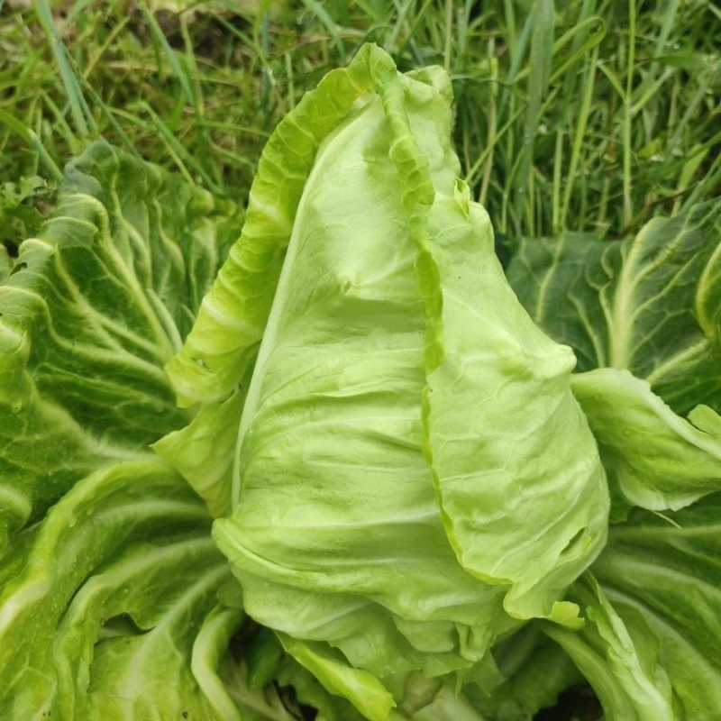 牛心甘蓝牛心菜尖包牛心甘蓝卷心包菜顶尖包菜