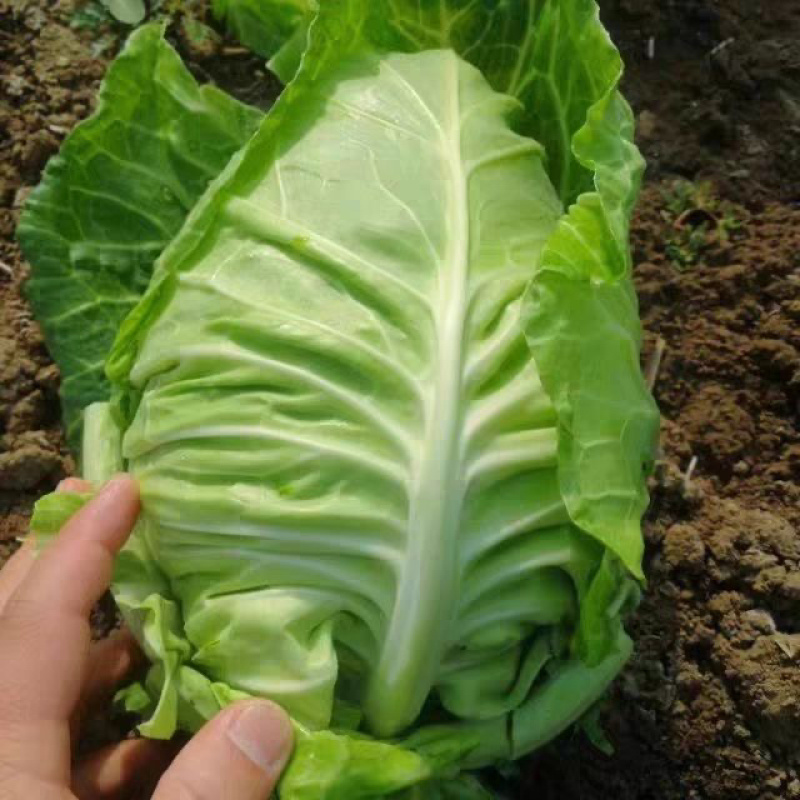 牛心甘蓝牛心菜尖包牛心甘蓝卷心包菜顶尖包菜