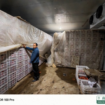 南阳黄金梨清脆可口果实饱满大小均匀包装精美