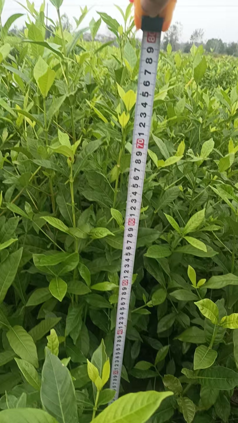 江西山栀子药用黄栀子。速生高产黄栀子