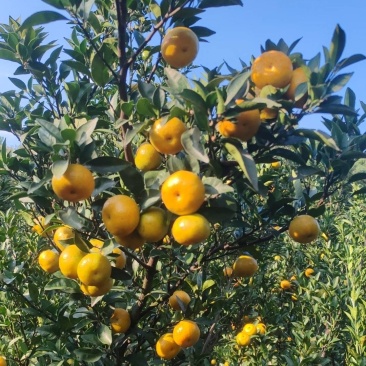 蜜广棉橘大量上市