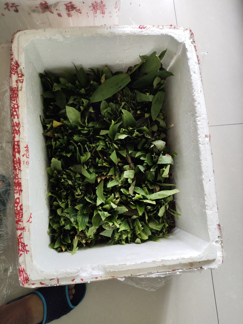 冰球子苗，能适应相对较低海拔