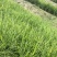 实力商家推鲜姜大姜沙姜个头大辣味足山姜中姜肉姜