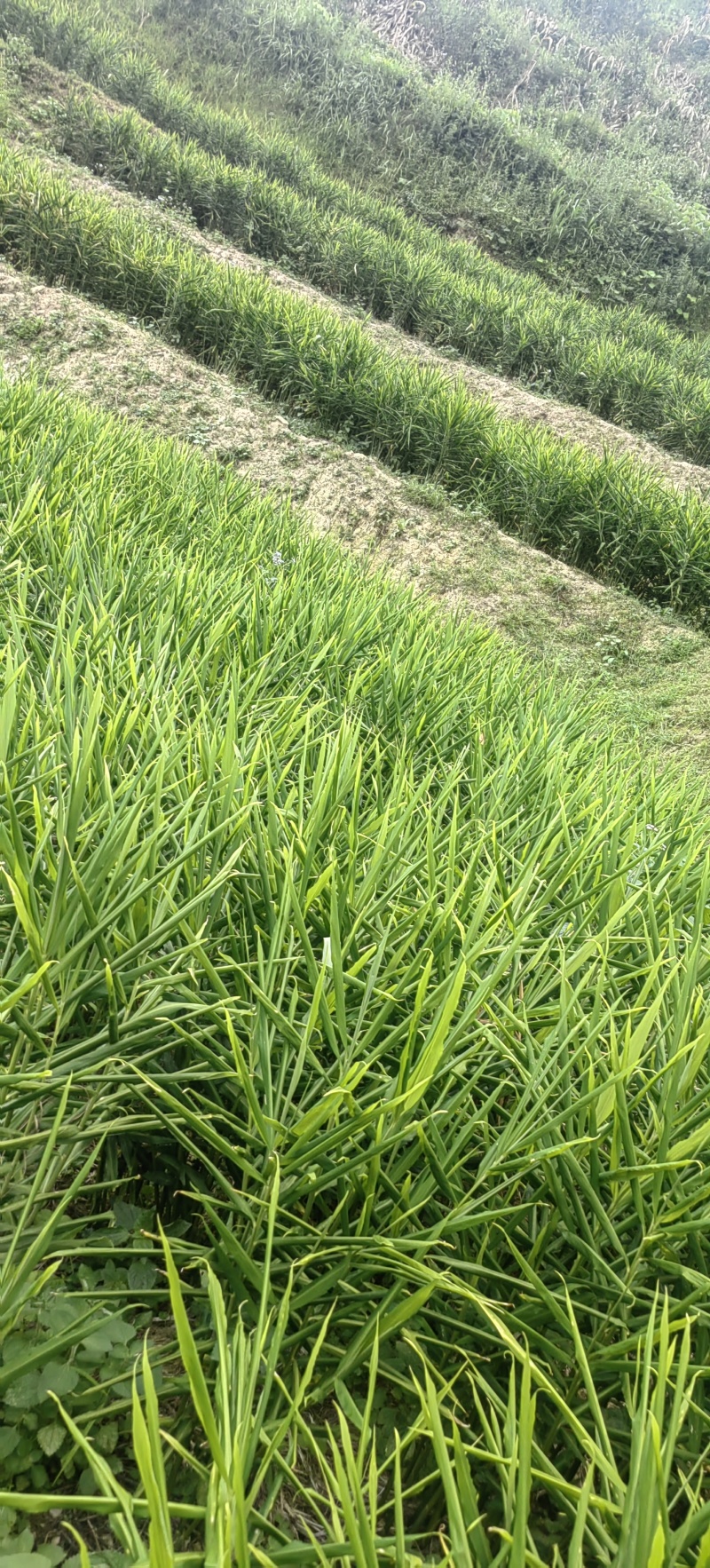 实力商家推鲜姜大姜沙姜个头大辣味足山姜中姜肉姜
