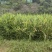 实力商家推鲜姜大姜沙姜个头大辣味足山姜中姜肉姜