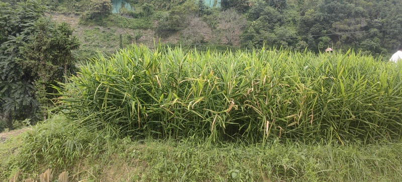 实力商家推鲜姜大姜沙姜个头大辣味足山姜中姜肉姜