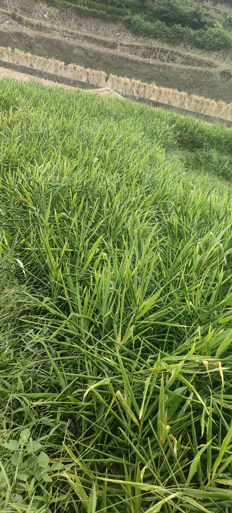实力商家推鲜姜大姜沙姜个头大辣味足山姜中姜肉姜