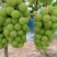 阳光玫瑰1万斤低价出售