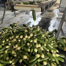 水果萝卜青脆，产地直供量大从优按需包装，水洗打包
