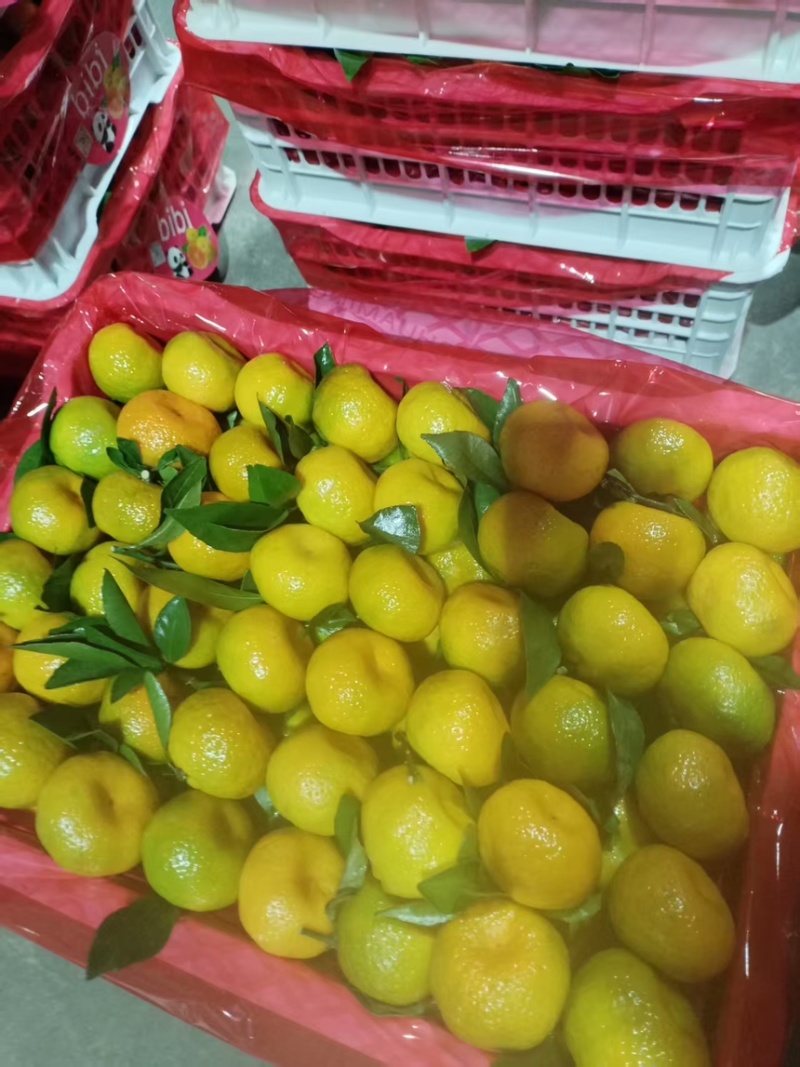 南丰蜜橘产地直发一手货源保质保量代发全国