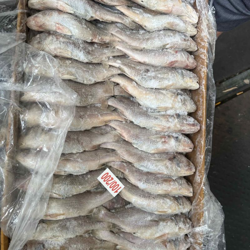 黄姑黄菇100/200