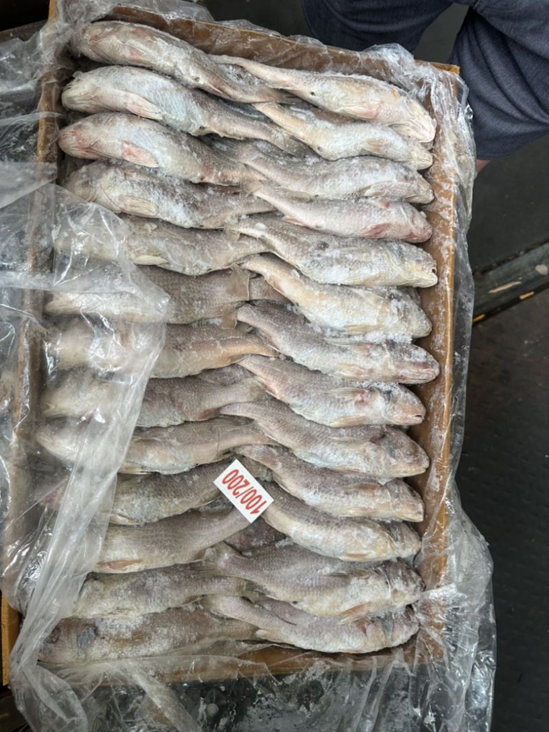 黄姑黄菇100/200