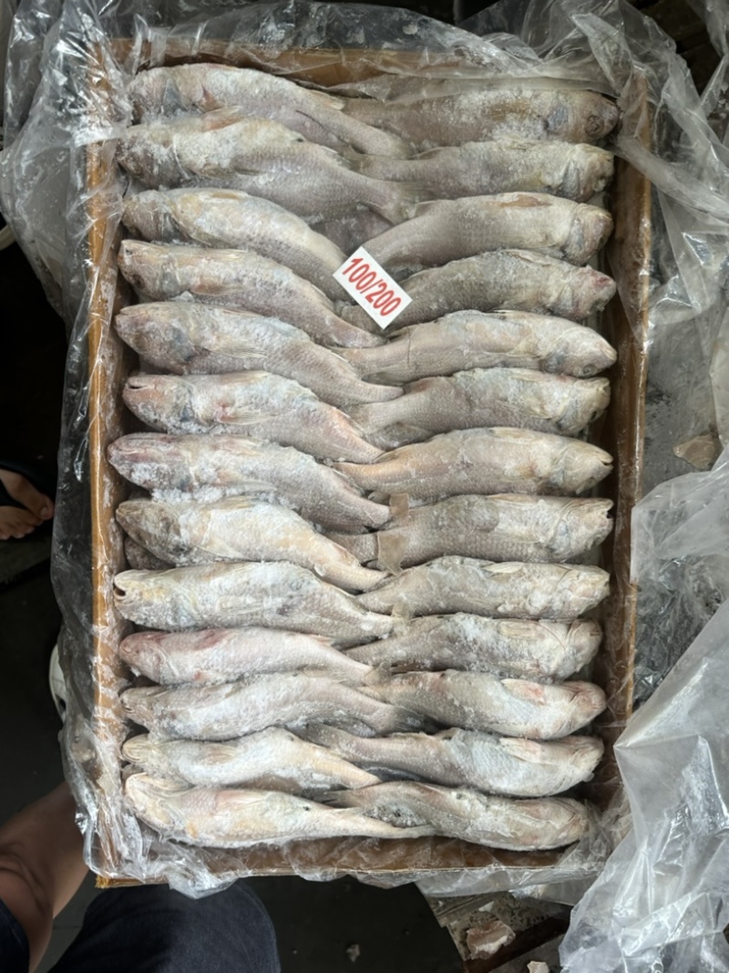 黄姑黄菇100/200