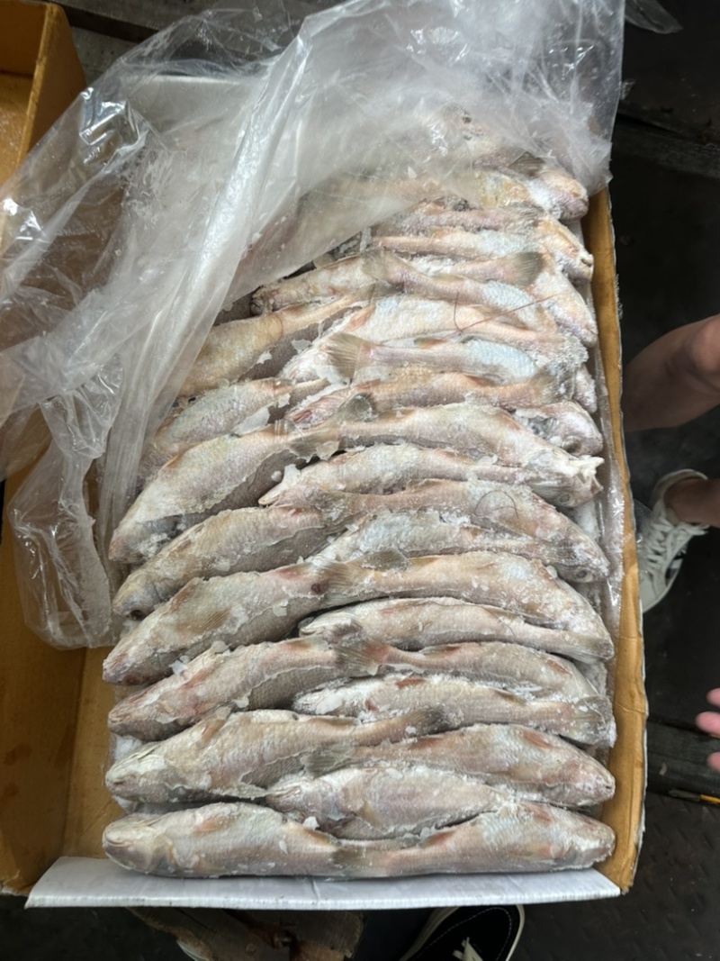 黄姑黄菇100/200