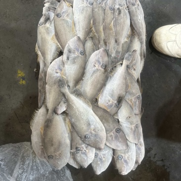 马面鱼耗儿鱼剥皮鱼80/120