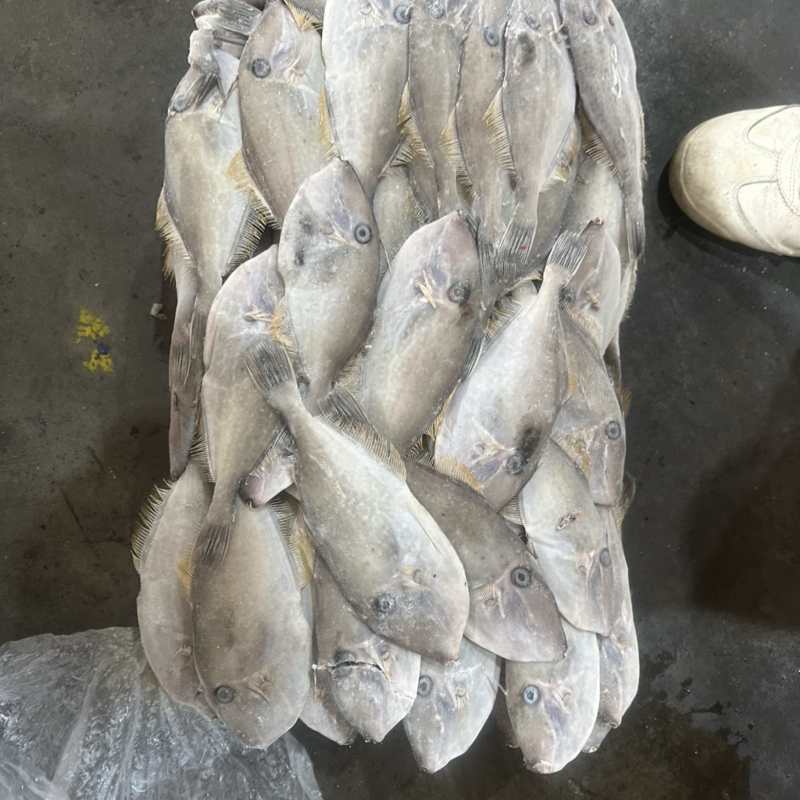 马面鱼耗儿鱼剥皮鱼80/120