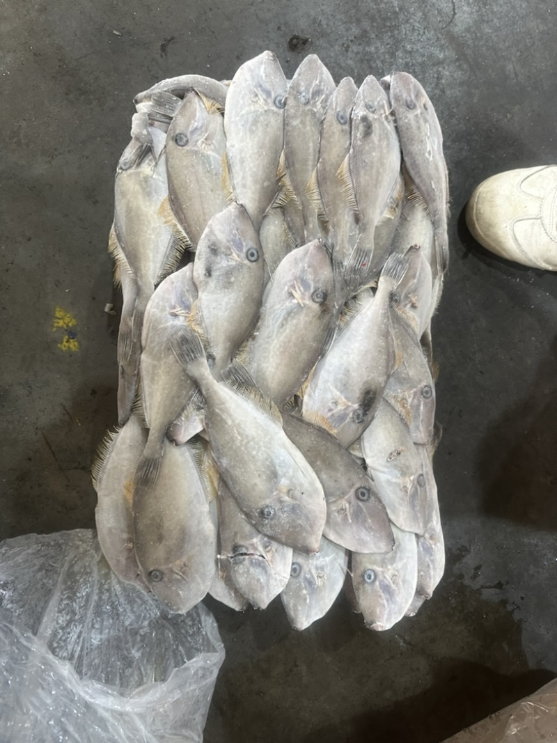 马面鱼耗儿鱼剥皮鱼80/120