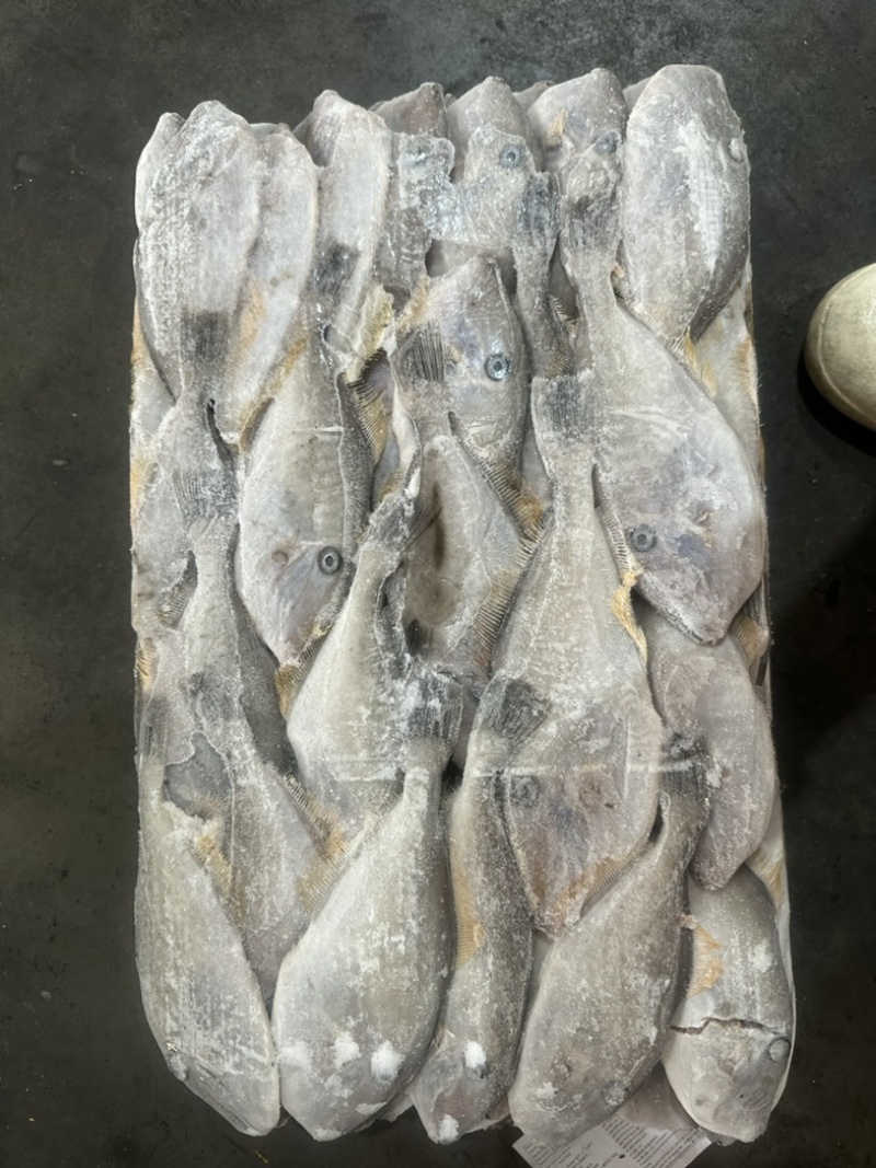 马面鱼耗儿鱼剥皮鱼80/120