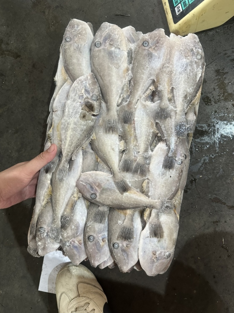 马面鱼耗儿鱼剥皮鱼80/120