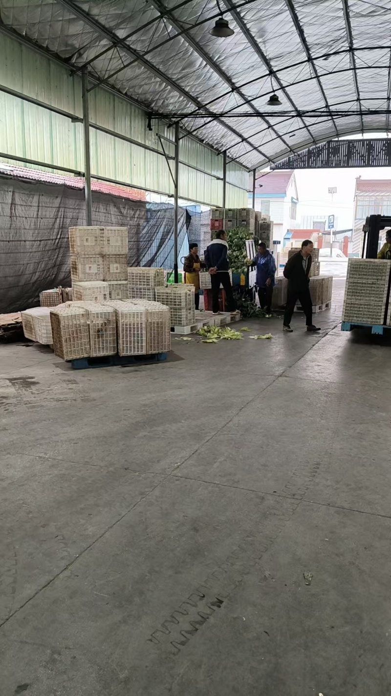 精品青椒泡椒，一手货源，品质保证，可对接电商商超，诚信经营