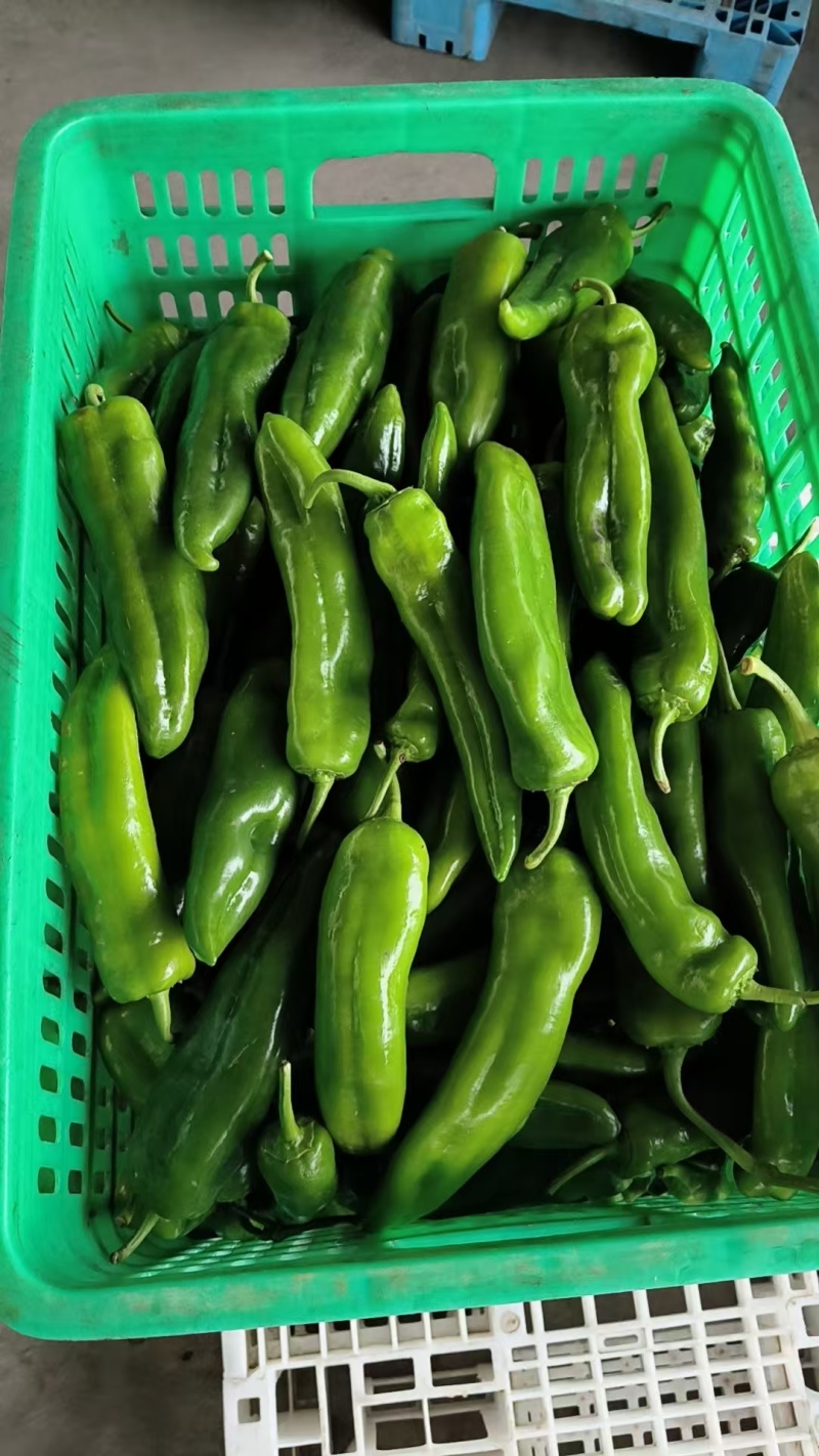 精品青椒泡椒，一手货源，品质保证，可对接电商商超，诚信经营