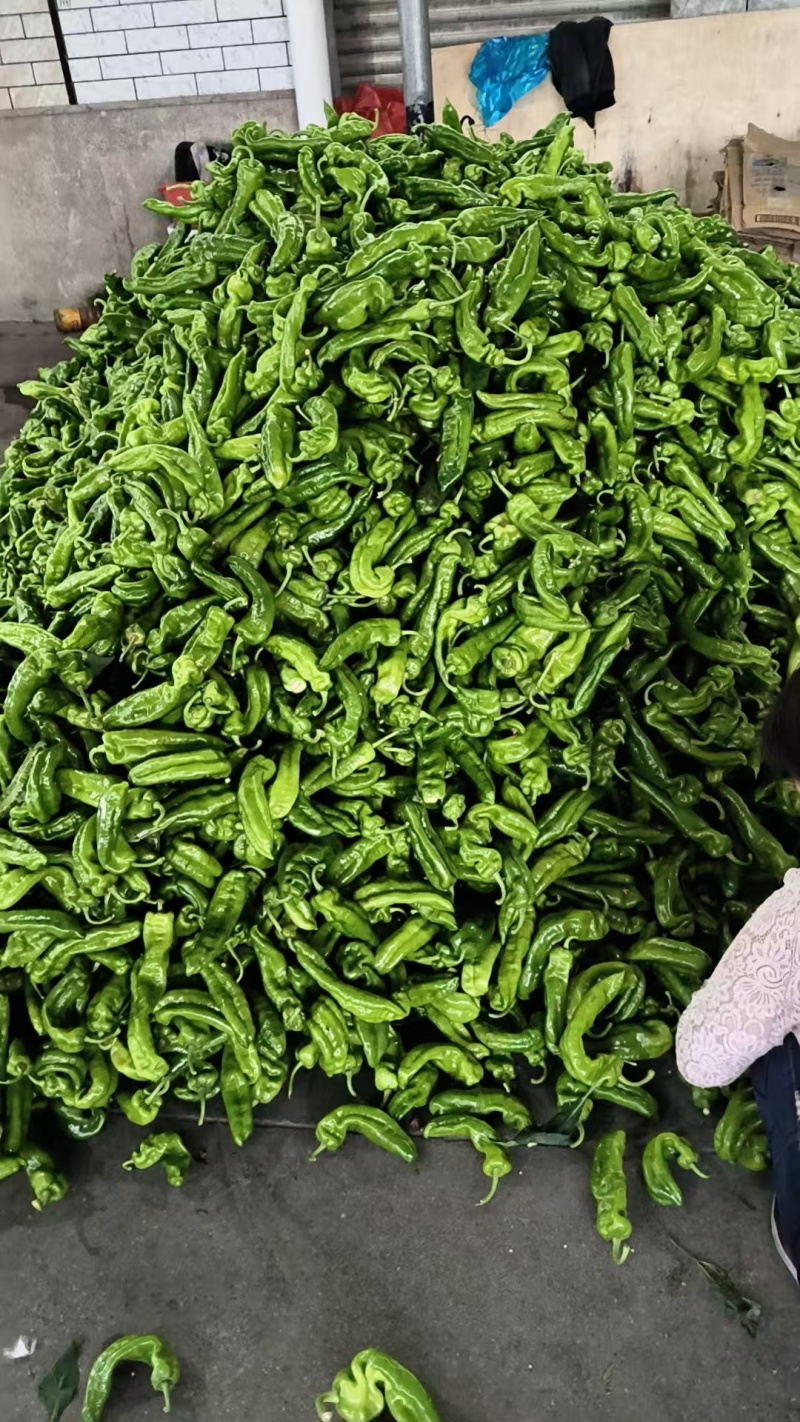 精品青椒泡椒，一手货源，品质保证，可对接电商商超，诚信经营
