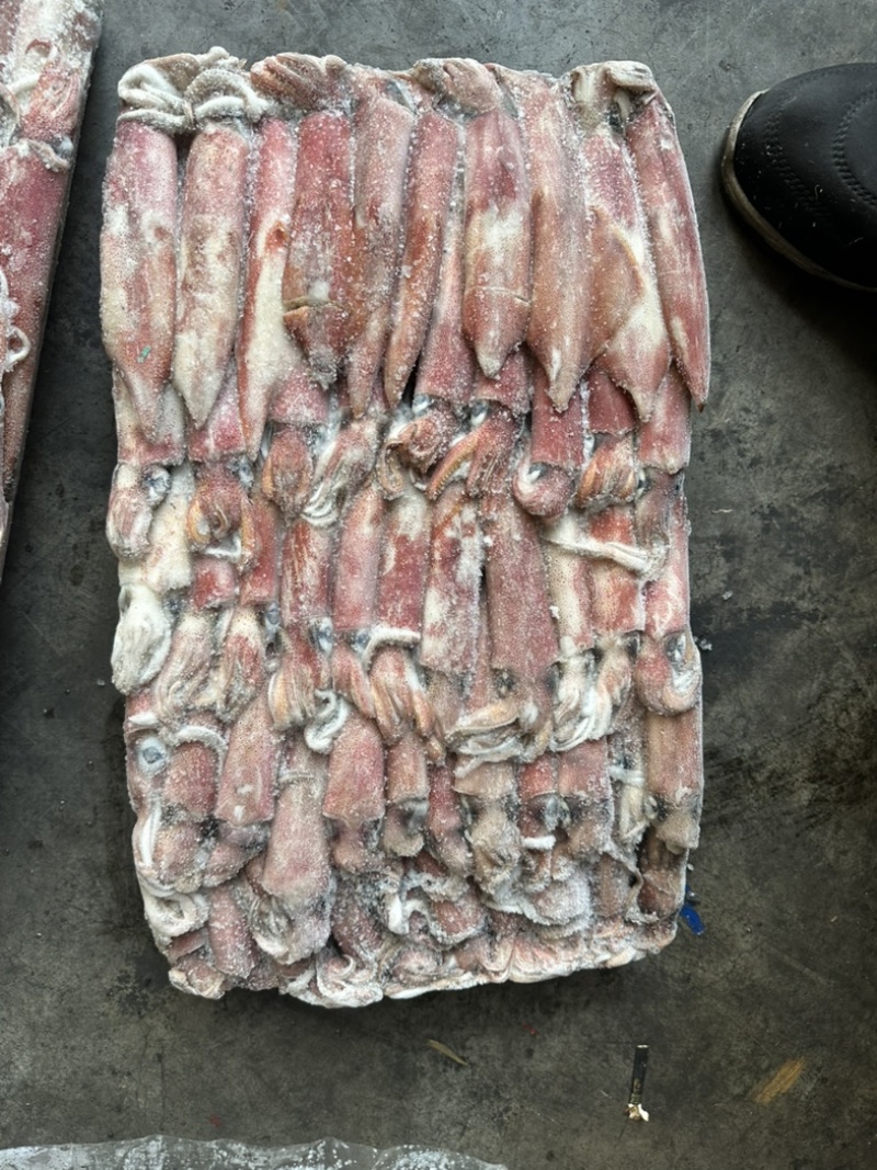 鱿鱼6号东山小管船冻鱿鱼红鱿