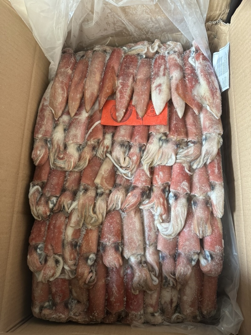 鱿鱼6号东山小管船冻鱿鱼红鱿