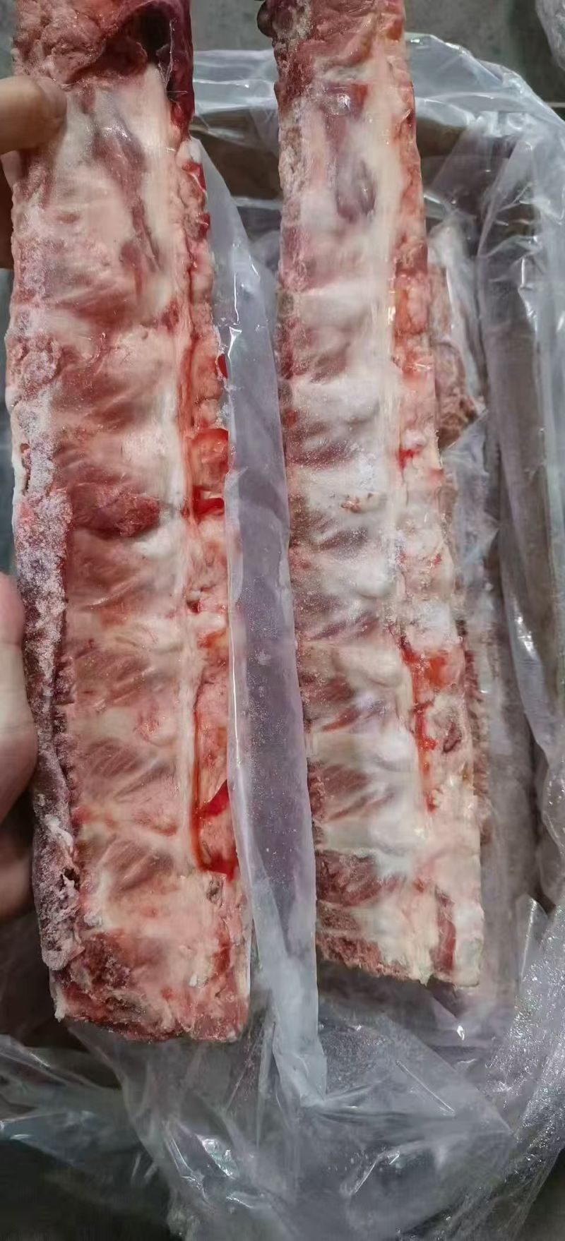 母猪龙骨