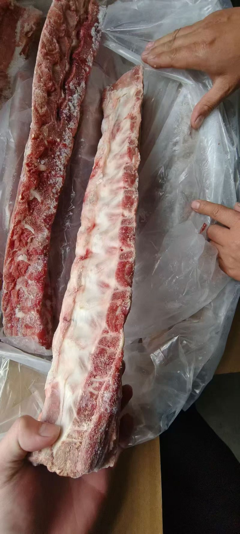 母猪龙骨